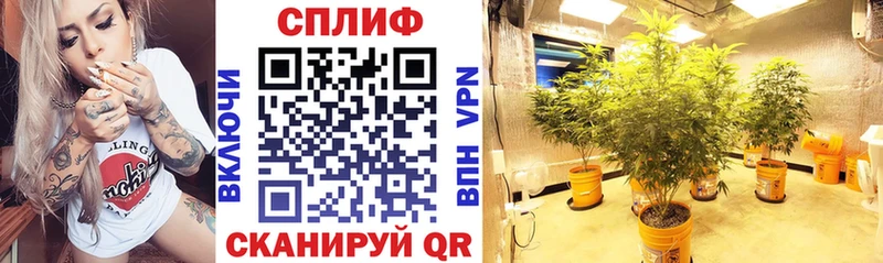 Канабис Amnesia  что такое наркотик  blacksprut ссылка  Подольск 